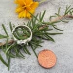 Silver Star Ring, scale